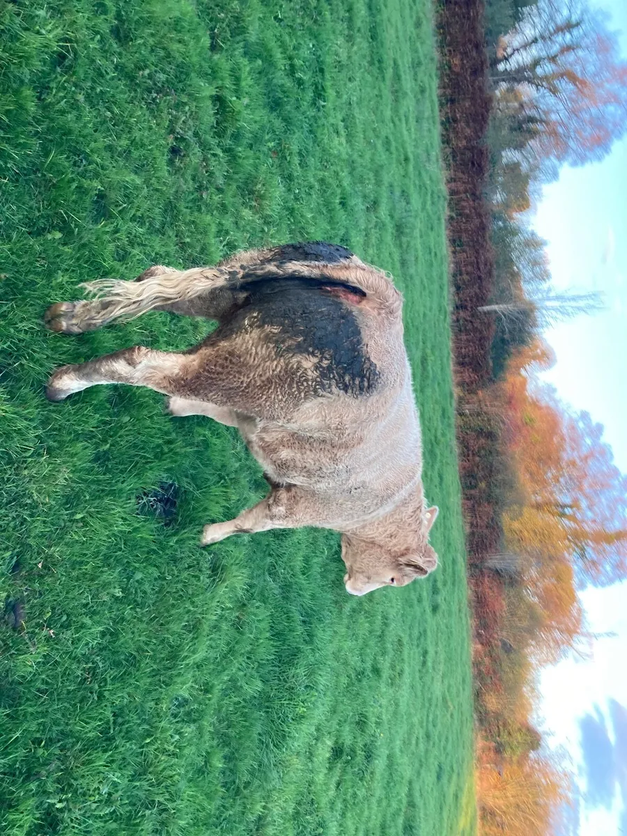 Breeding heifer - Image 2