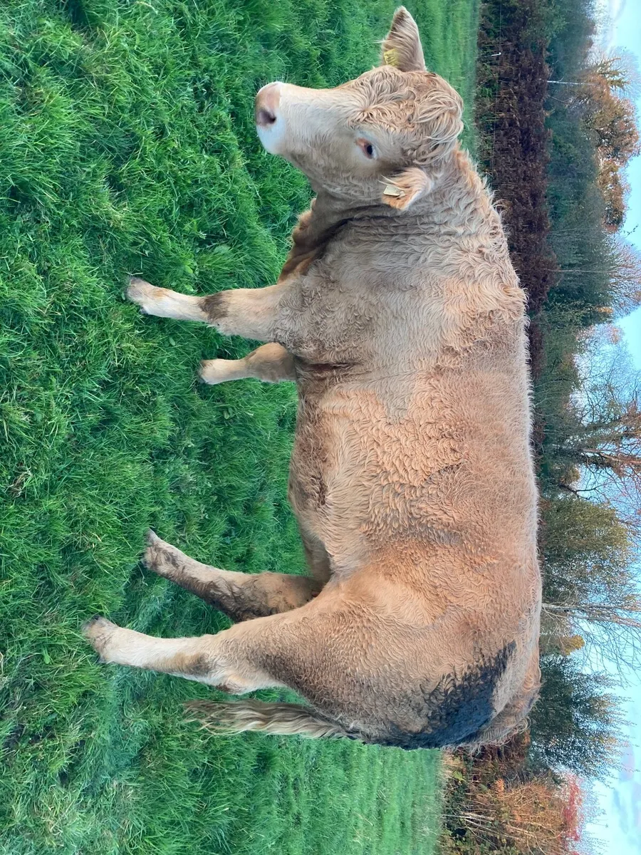 Breeding heifer - Image 1