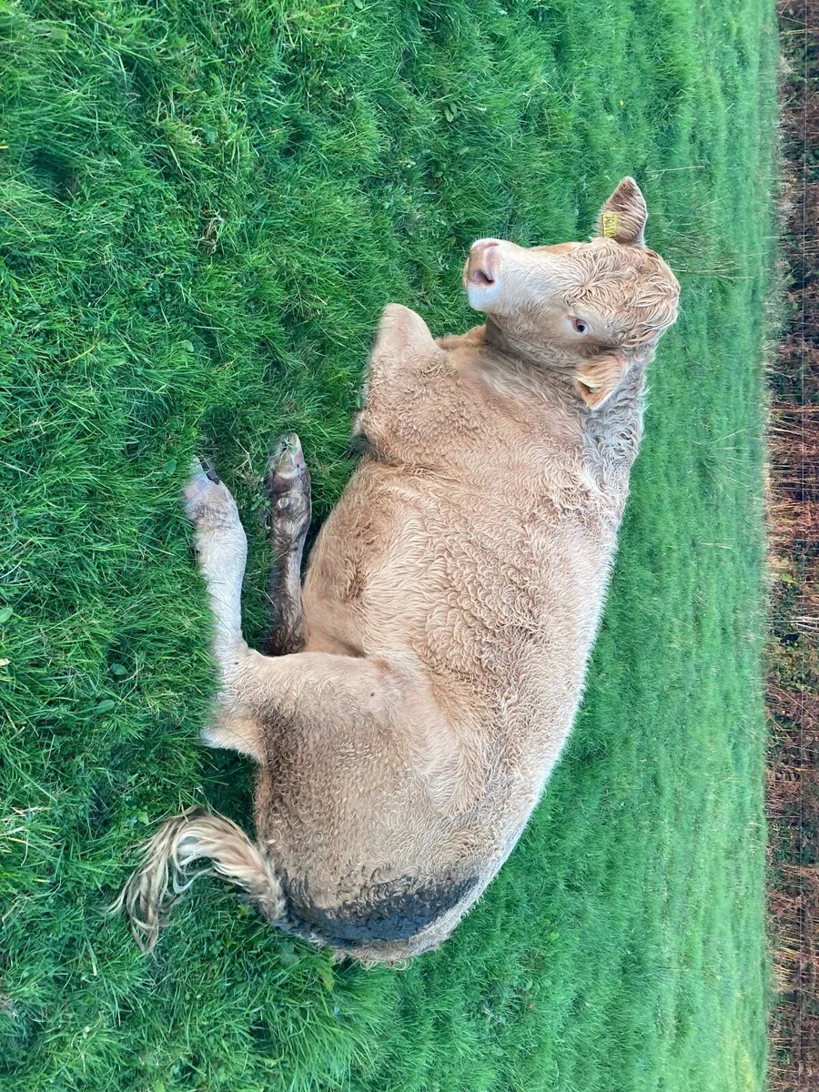 Breeding heifer - Image 3