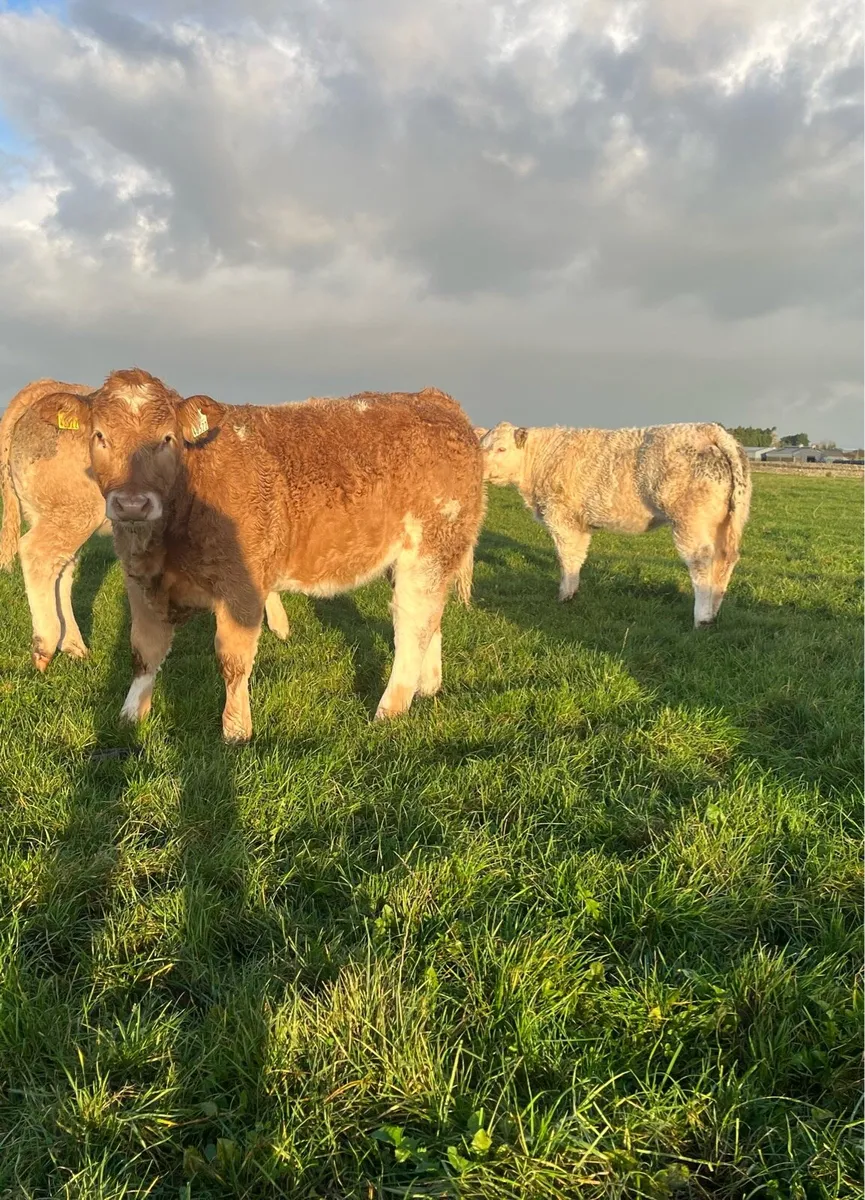 Weanling heifers Ballinrobe Mart - Image 1