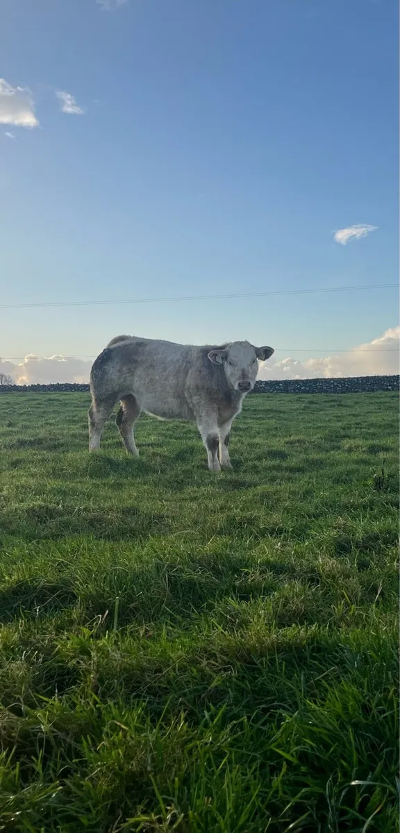 Weanling heifers Ballinrobe Mart - Image 2