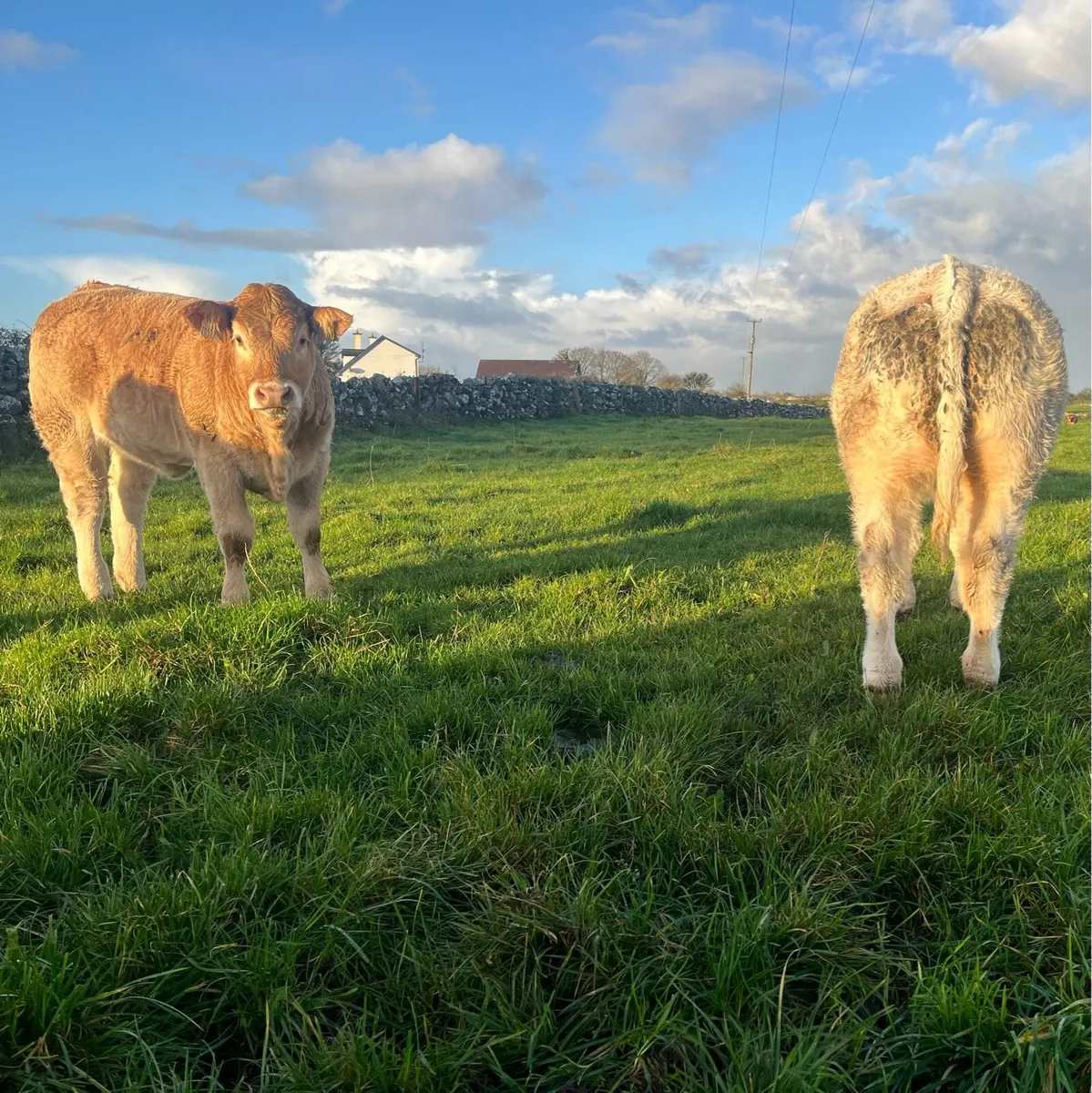 Weanling heifers Ballinrobe Mart - Image 3