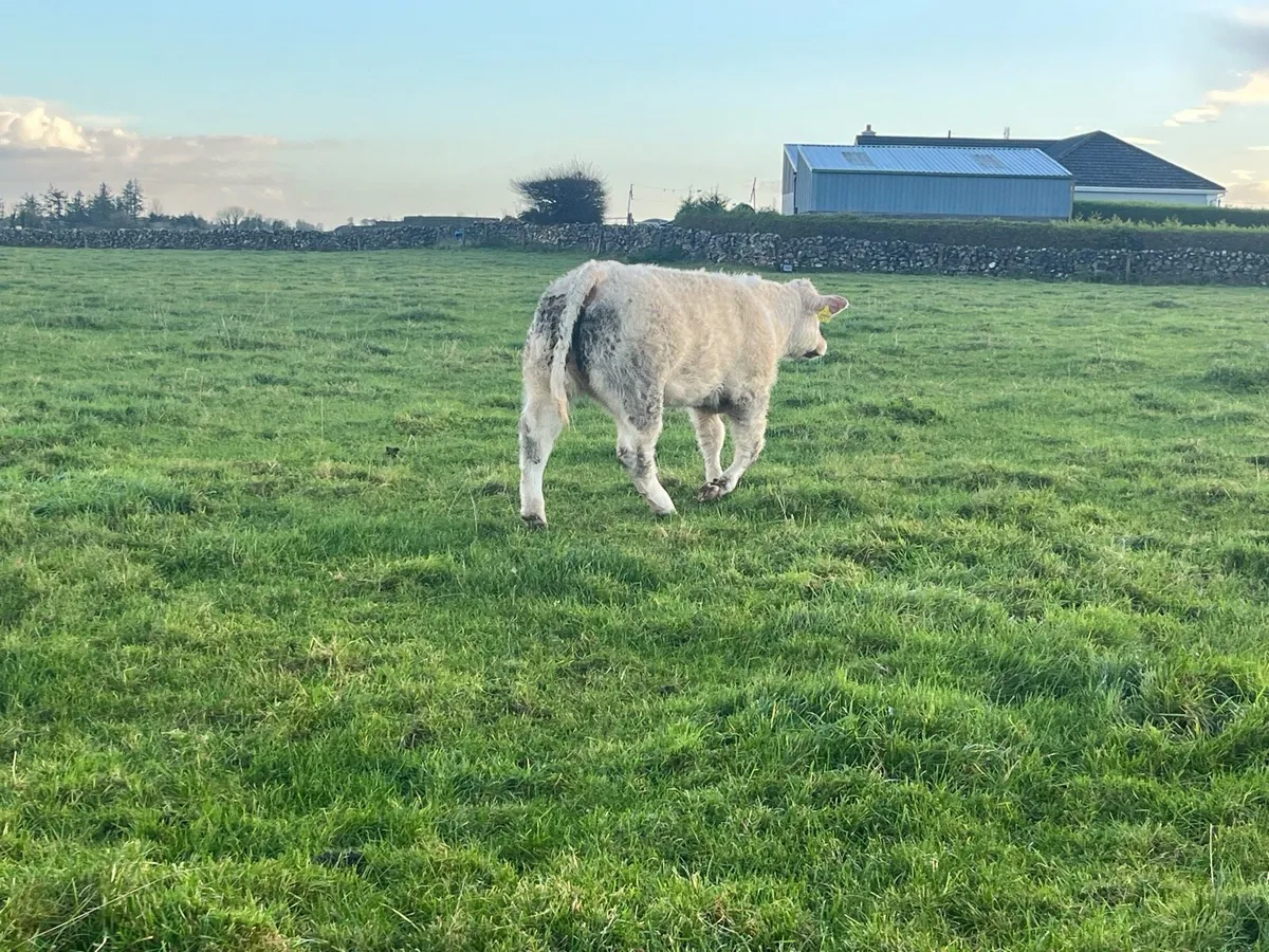 Weanling heifers Ballinrobe Mart - Image 4