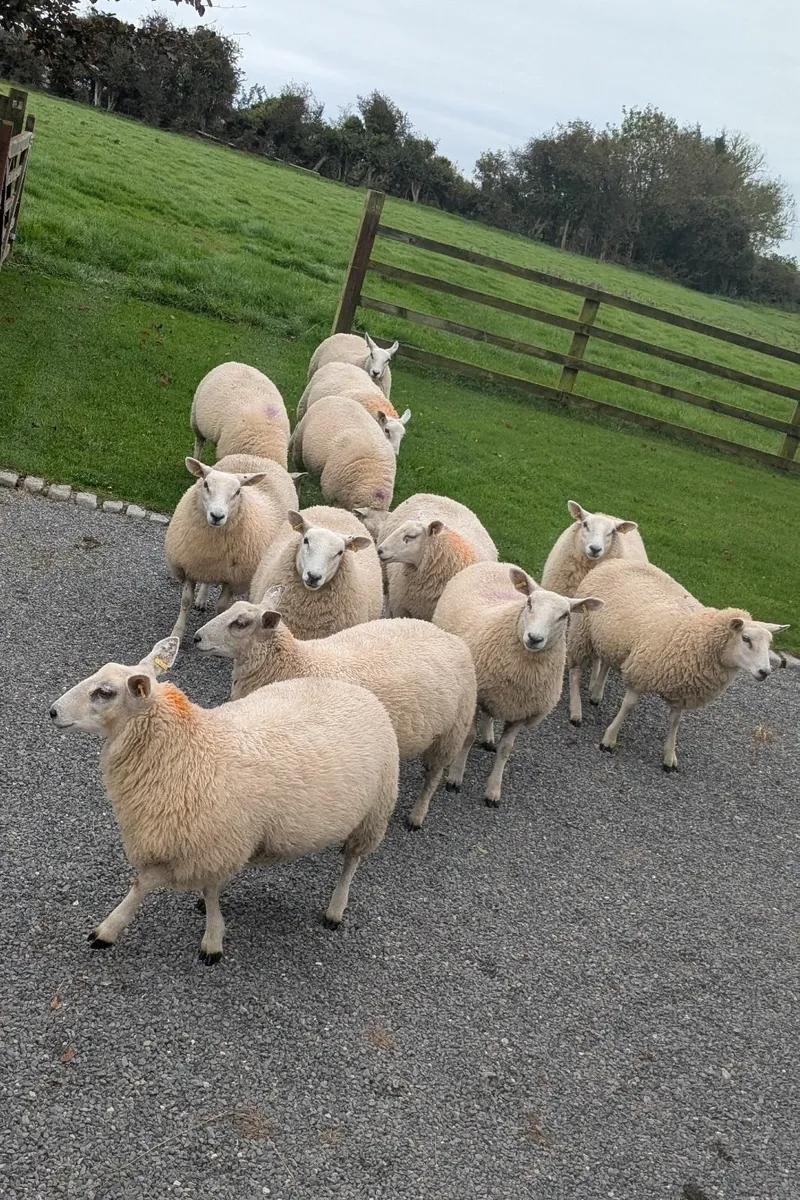 12 Lleyn X Aberfield Ewe Lambs