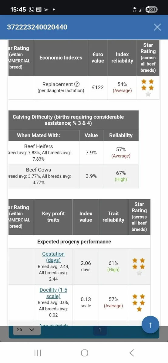 Suckler cow - Image 4