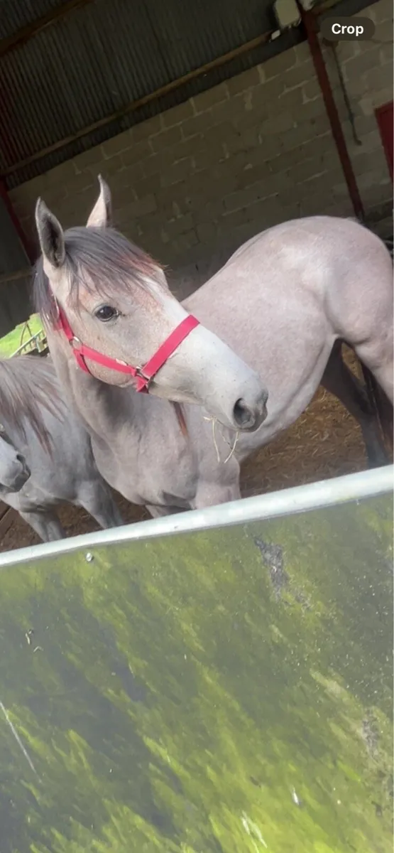 14 hands Connemara - Image 1