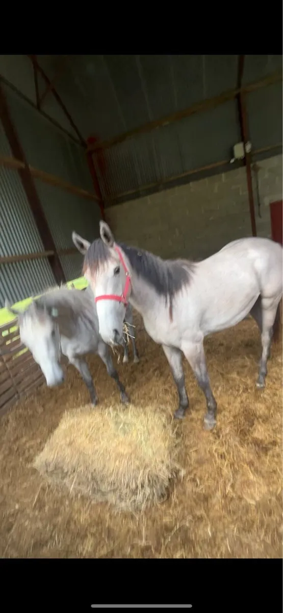 14 hands Connemara - Image 2