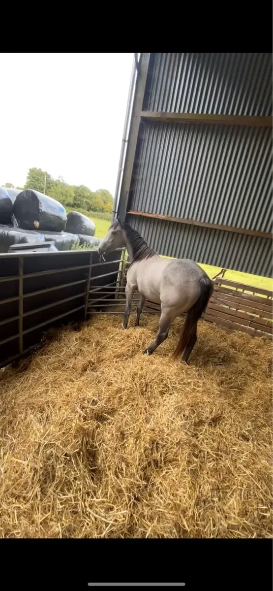 14 hands Connemara - Image 3