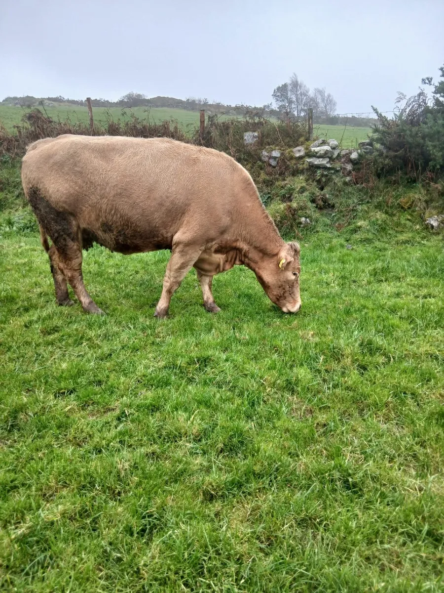 Suckler cow - Image 2