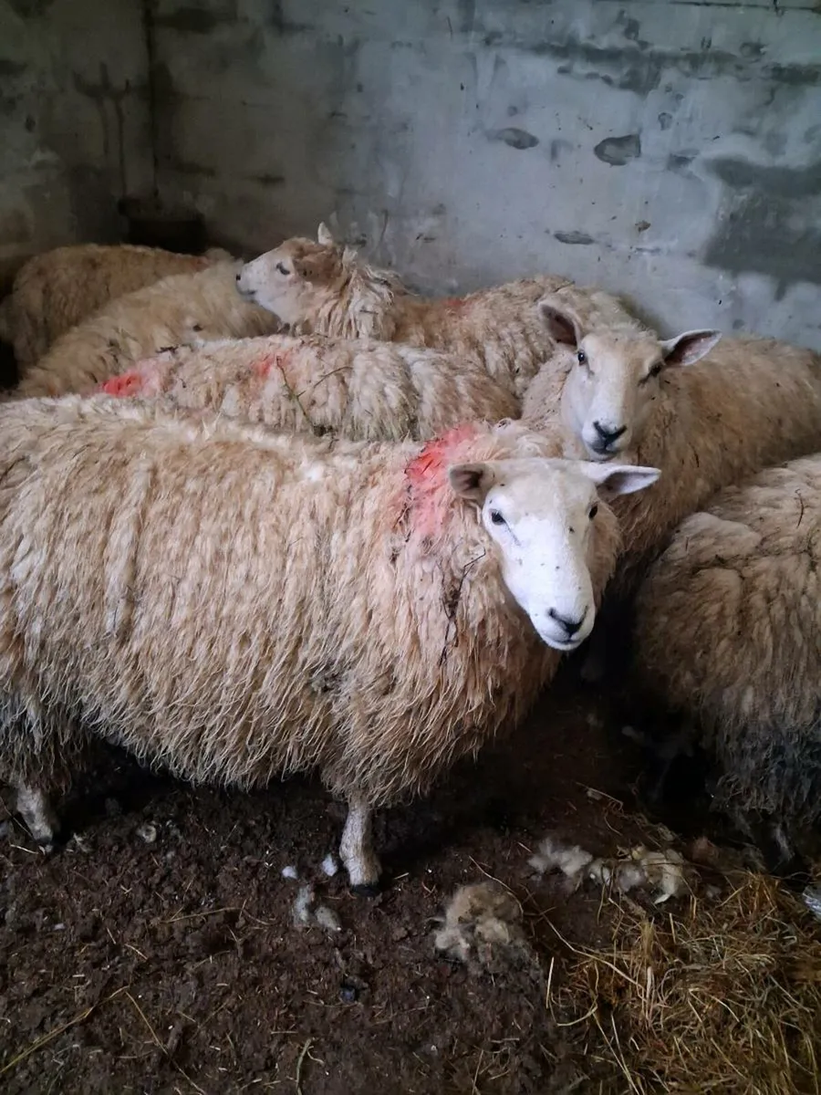 8 Hogget ewes - Image 1
