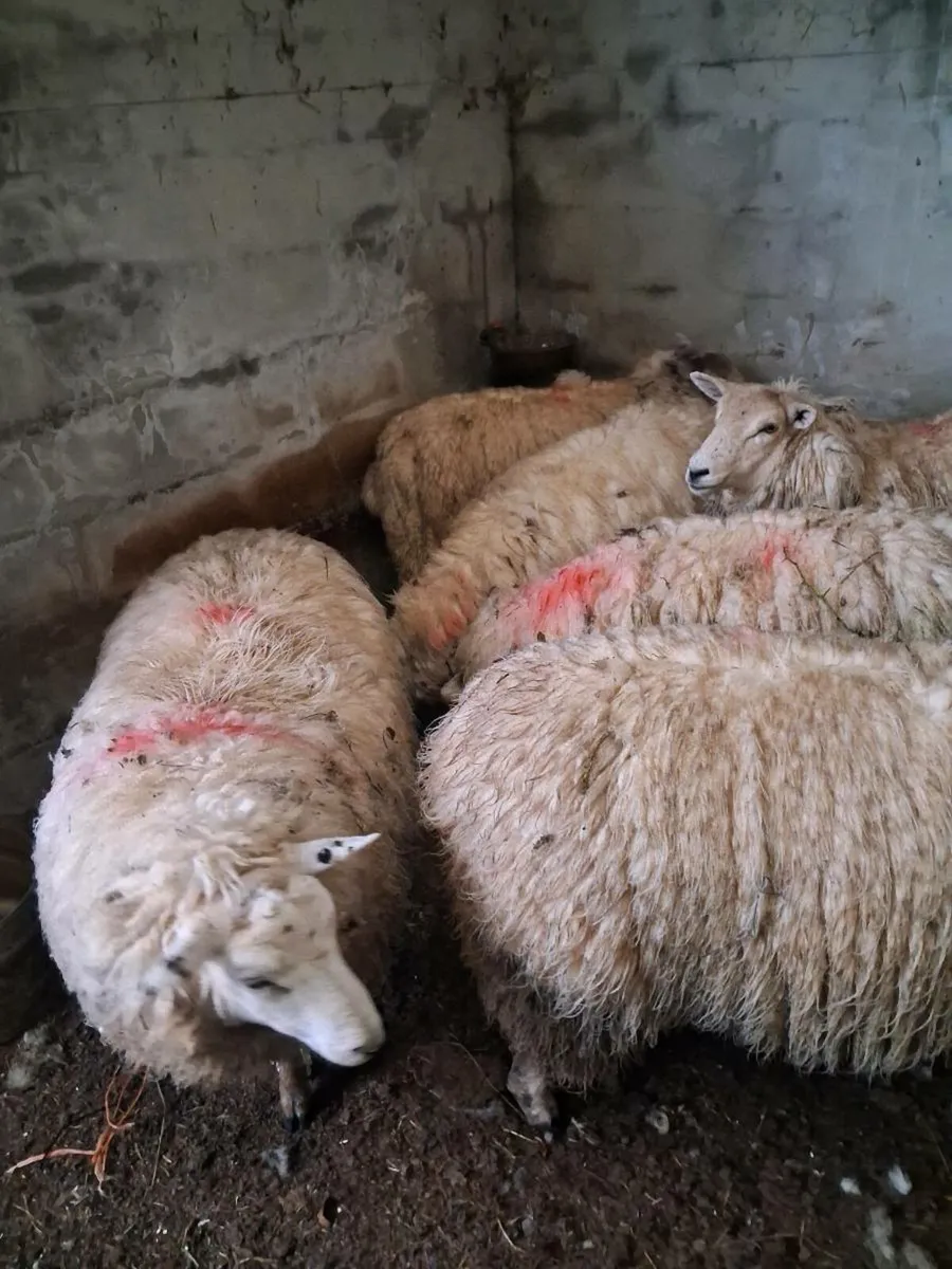 8 Hogget ewes - Image 2