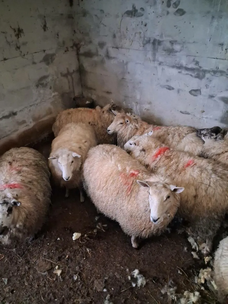 8 Hogget ewes - Image 3