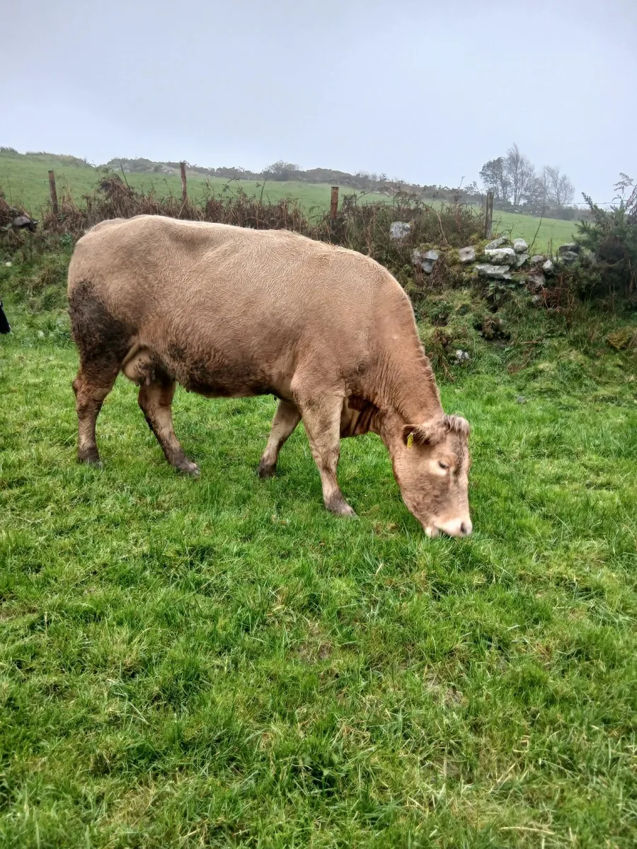 Suckler cow - Image 1