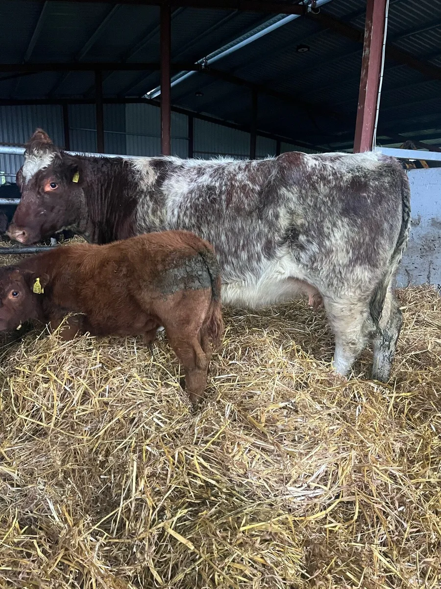 🔥🔥SERIOUS TEAM 🔥🔥 - Image 1