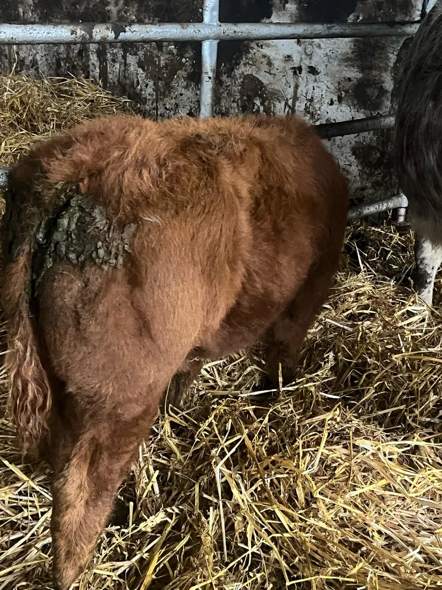 🔥🔥SERIOUS TEAM 🔥🔥 - Image 3