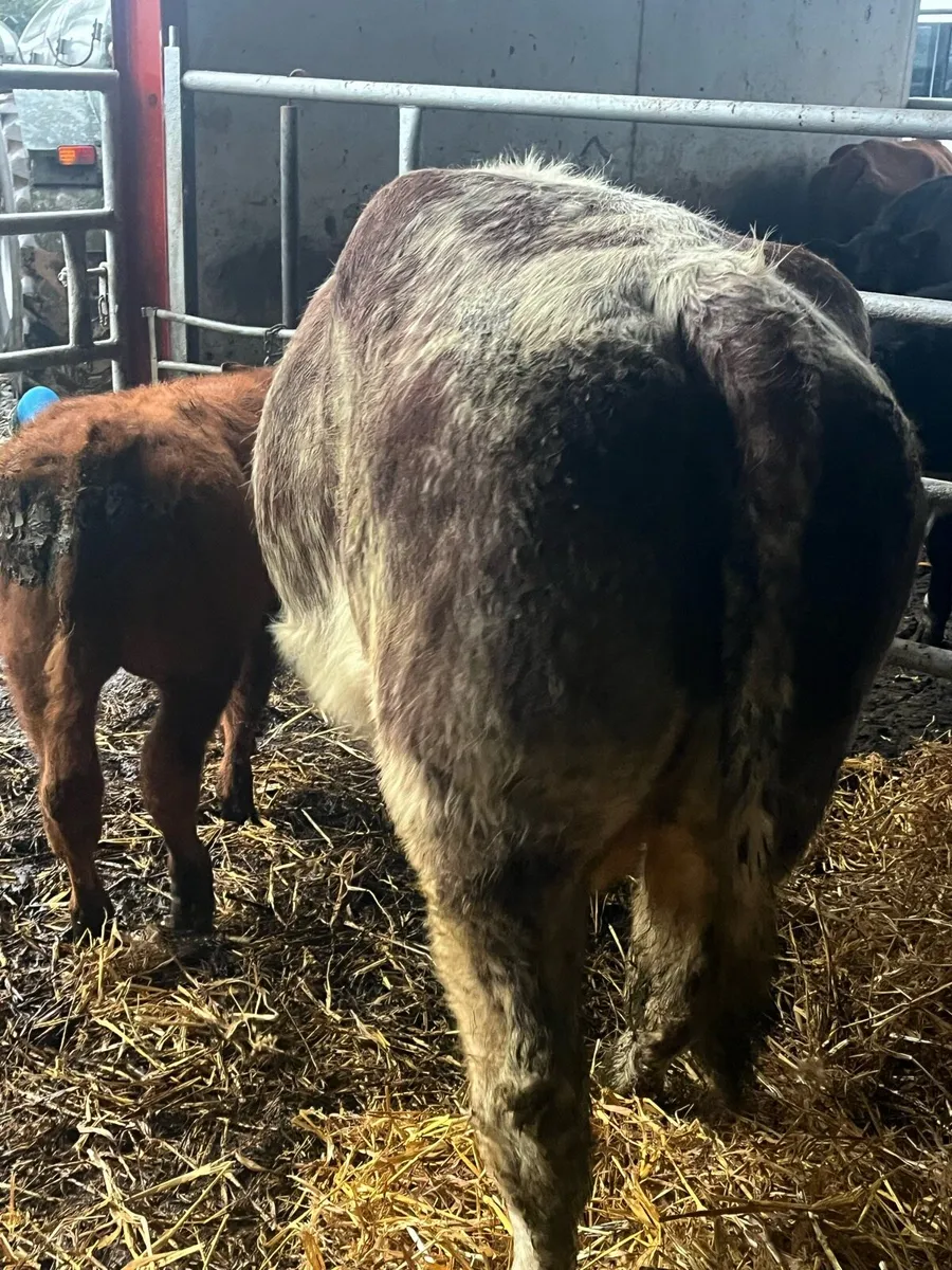 🔥🔥SERIOUS TEAM 🔥🔥 - Image 4