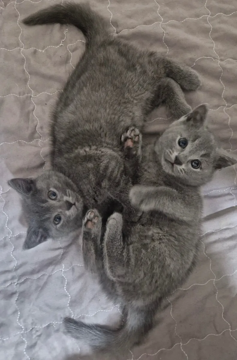 British Shorhair Blue kittens - Image 1
