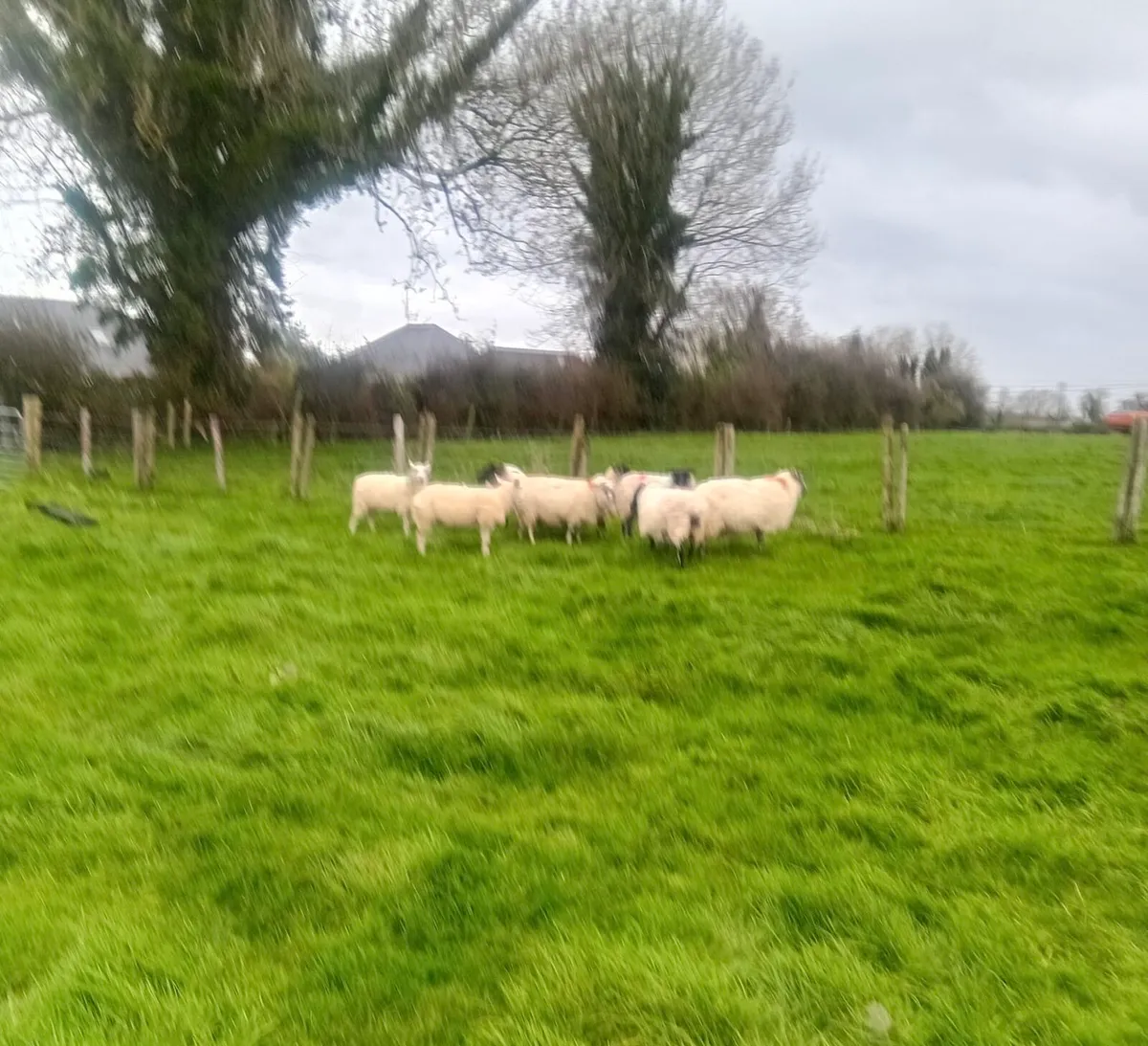 8 Breeding Ewes For Sale