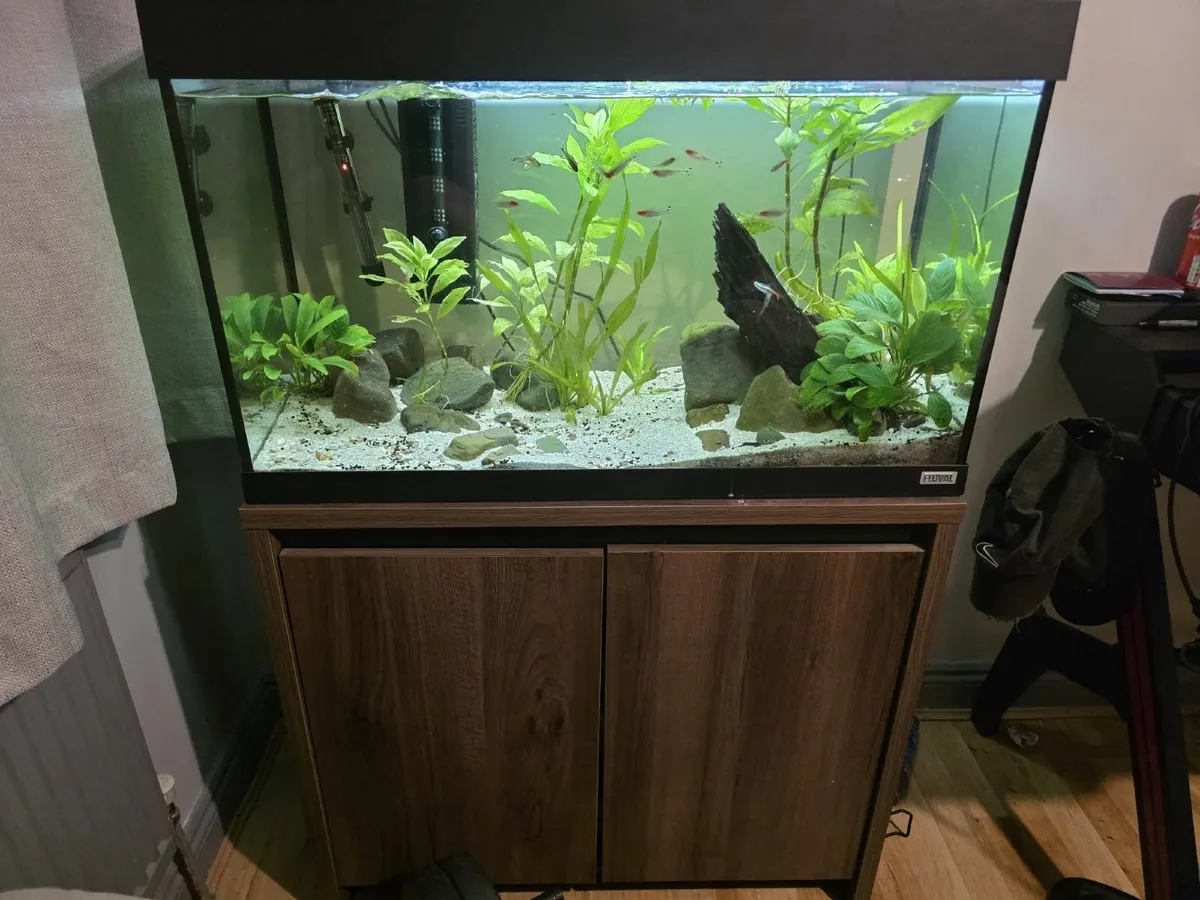 Fish tank - Image 1