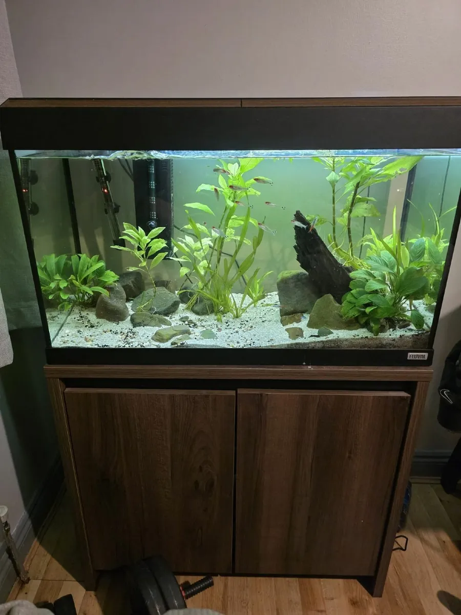 Fish tank - Image 2