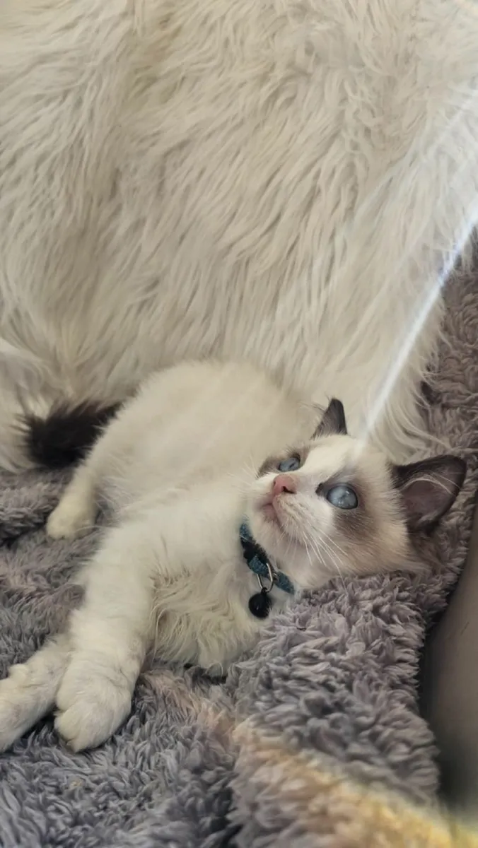 Adorable ragdoll kitten ( only one male left) - Image 1