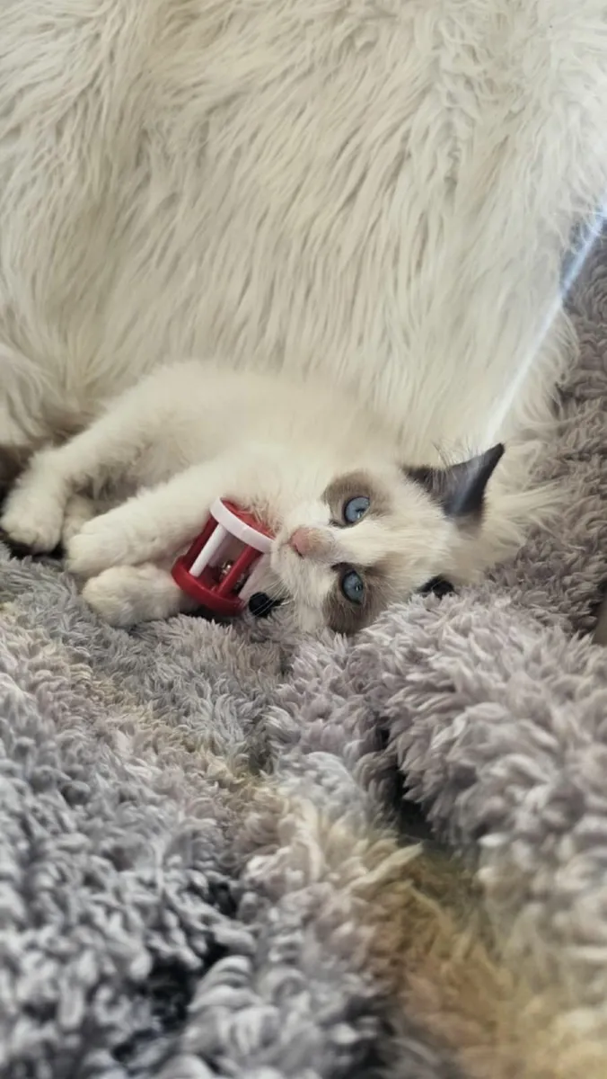 Adorable ragdoll kitten ( only one male left) - Image 3
