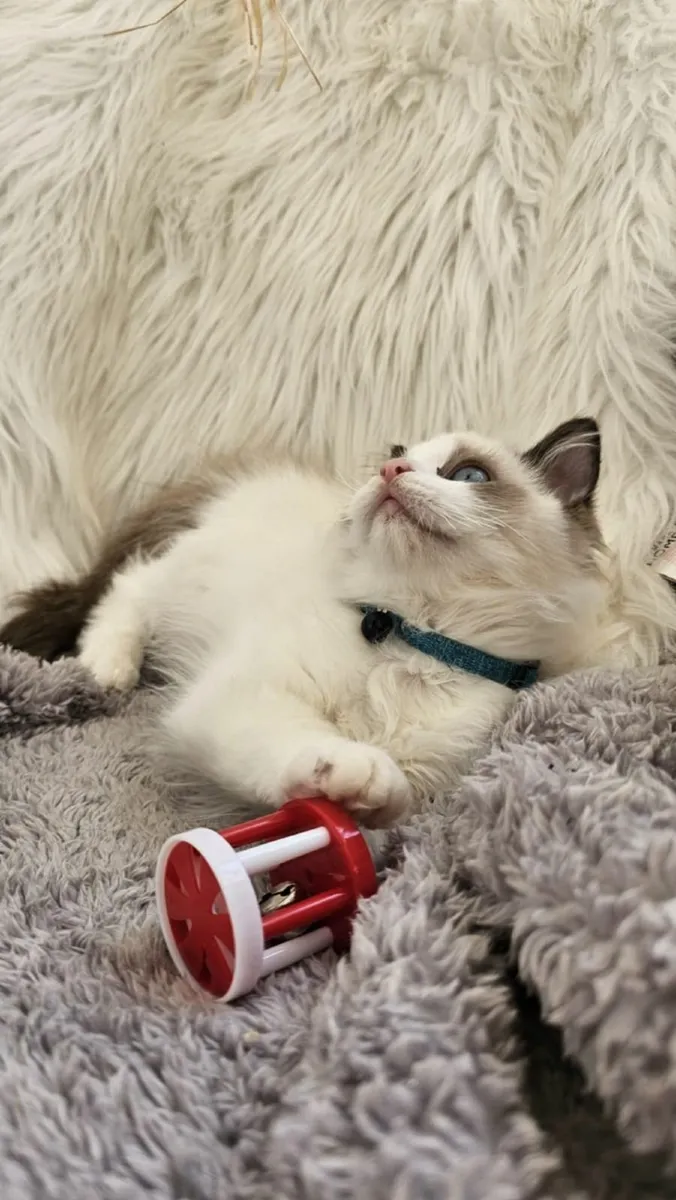 Adorable ragdoll kitten ( only one male left) - Image 2