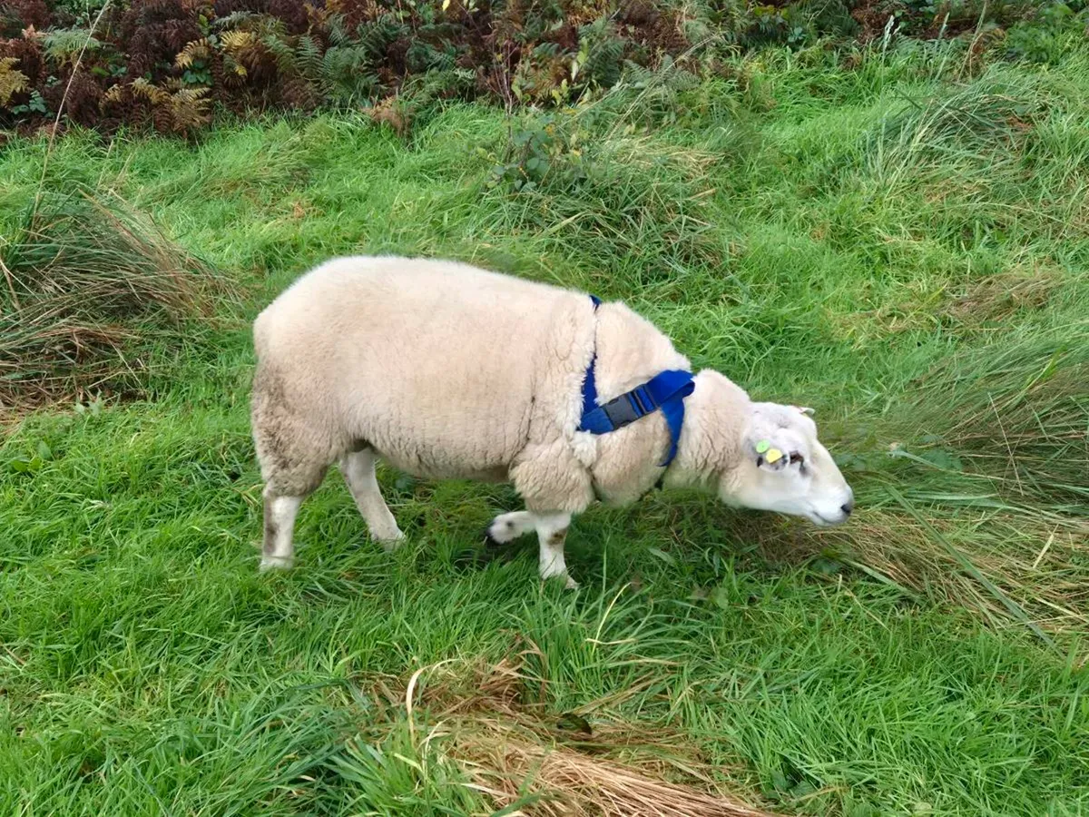 BELCLARE HOGGET RAM - Image 1