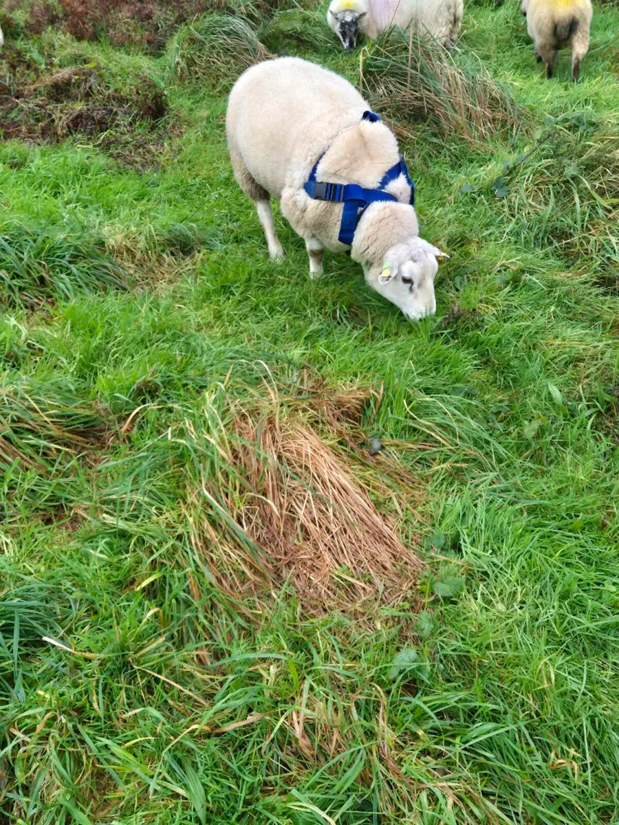 BELCLARE HOGGET RAM - Image 3