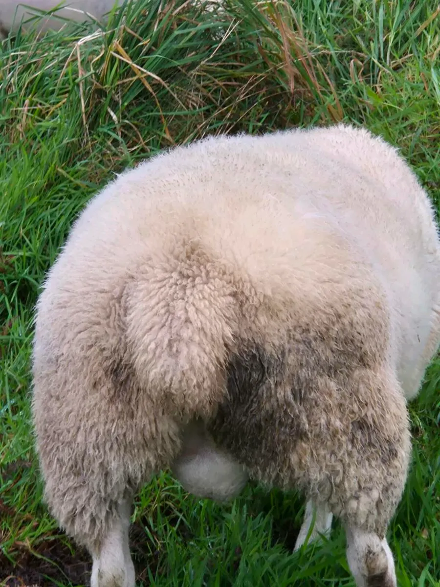 BELCLARE HOGGET RAM - Image 4