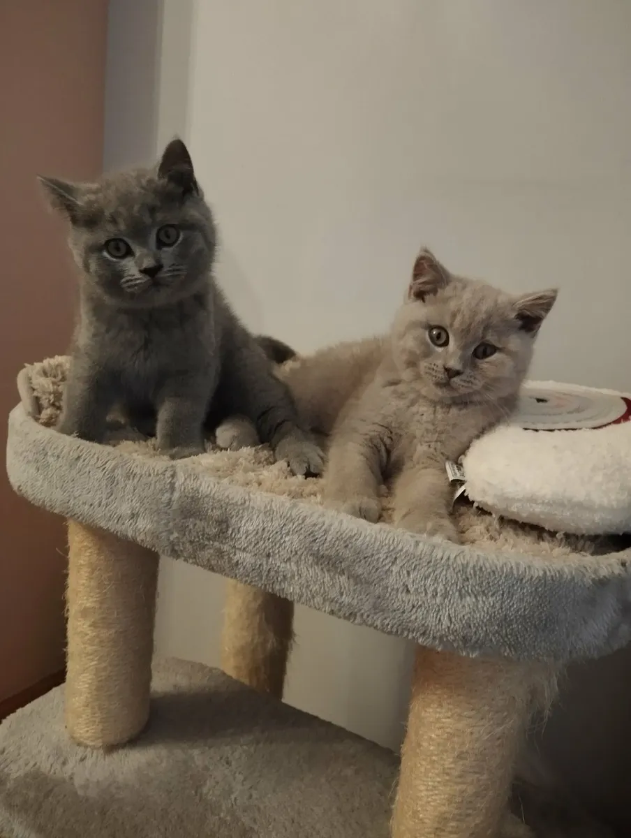 Golden and blue short-hair british kittens - Image 2