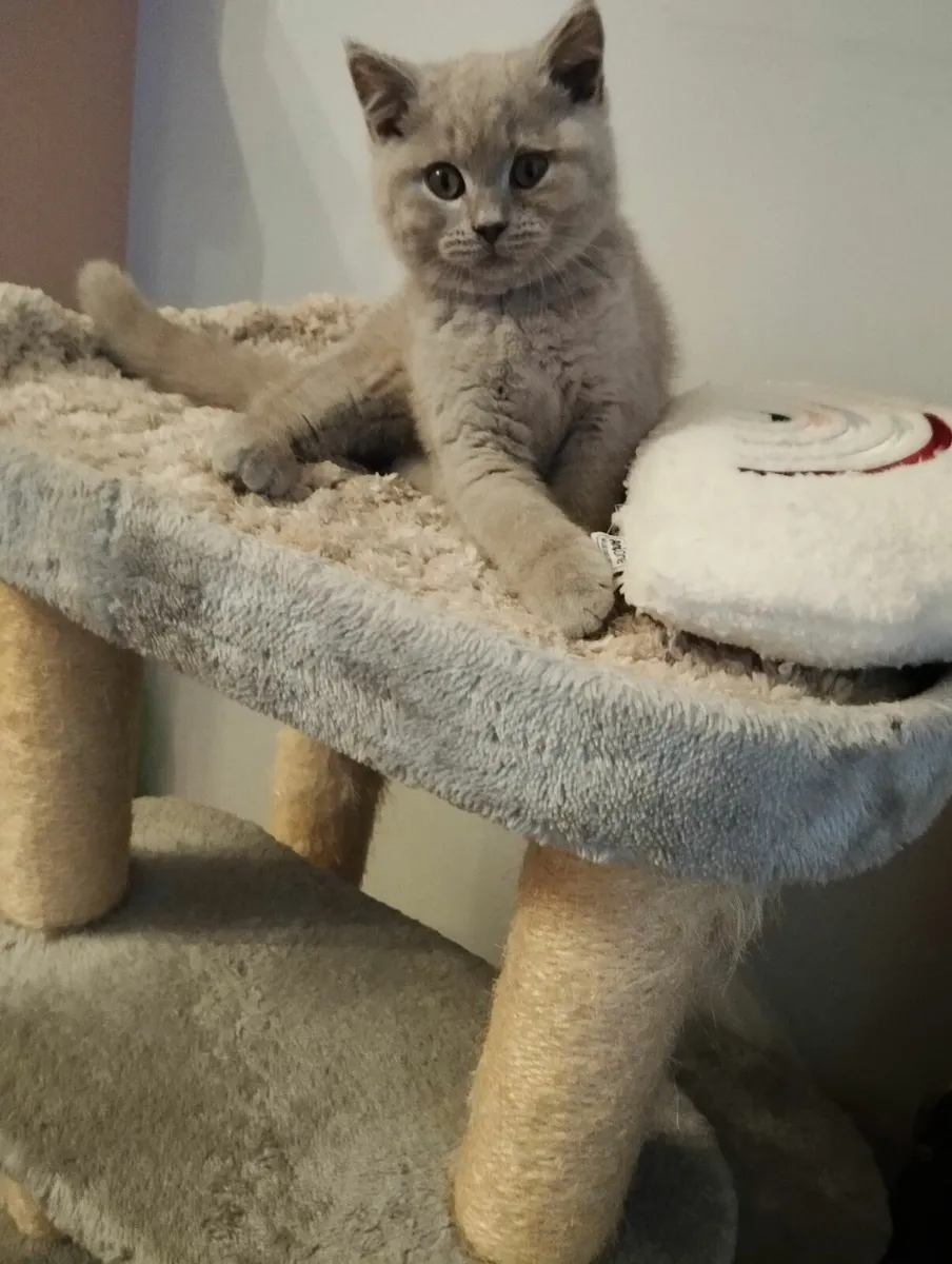 Golden and blue short-hair british kittens - Image 3