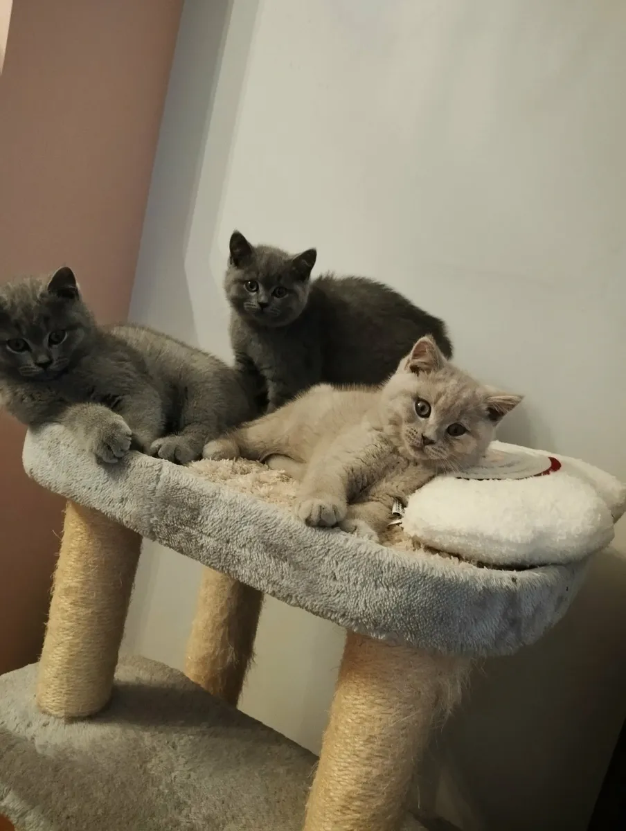 Golden and blue short-hair british kittens - Image 4