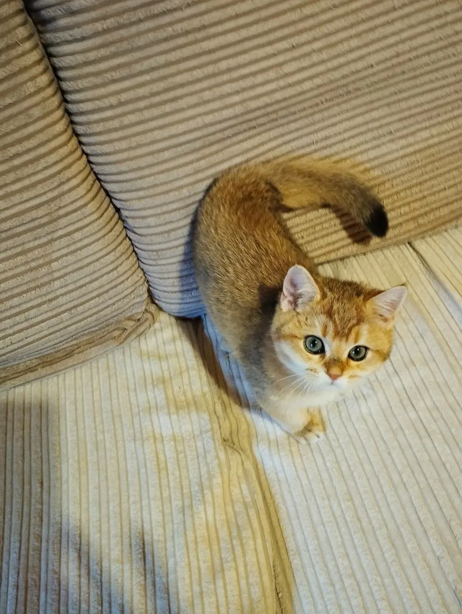 Golden short-hair british kittens - Image 1