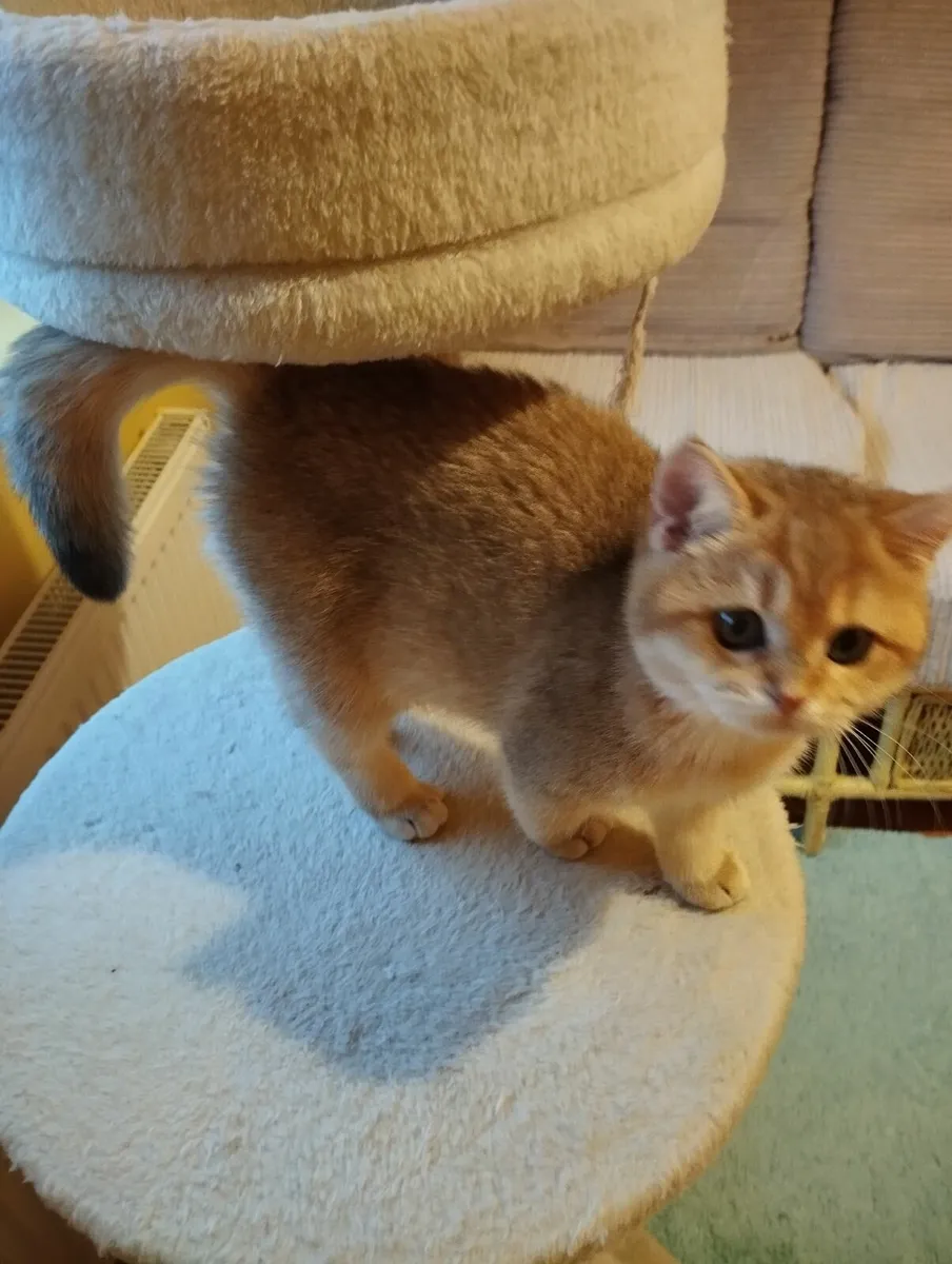 Golden short-hair british kittens - Image 2