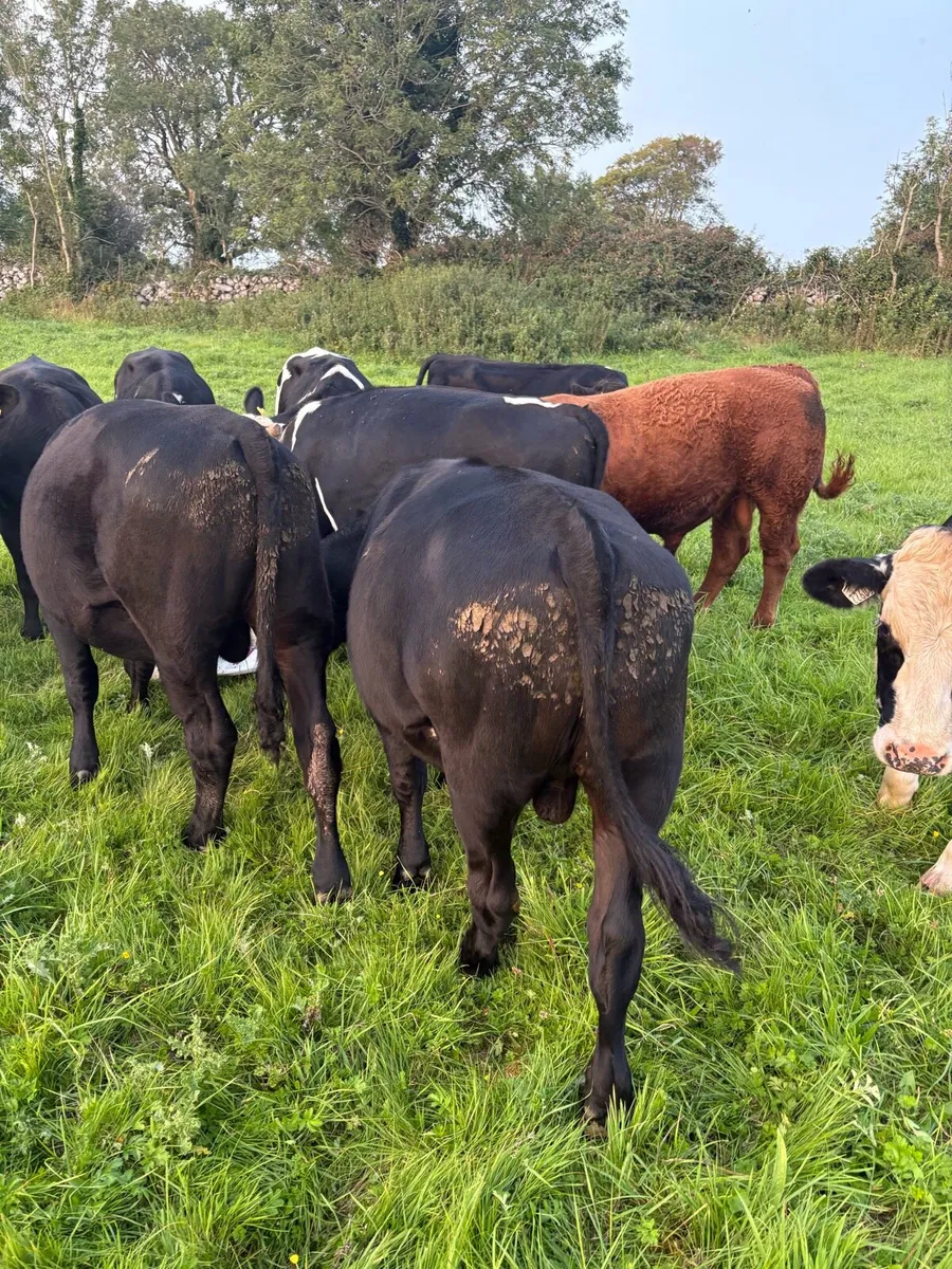 15 angus and Friesian bullocks 380kg - Image 1