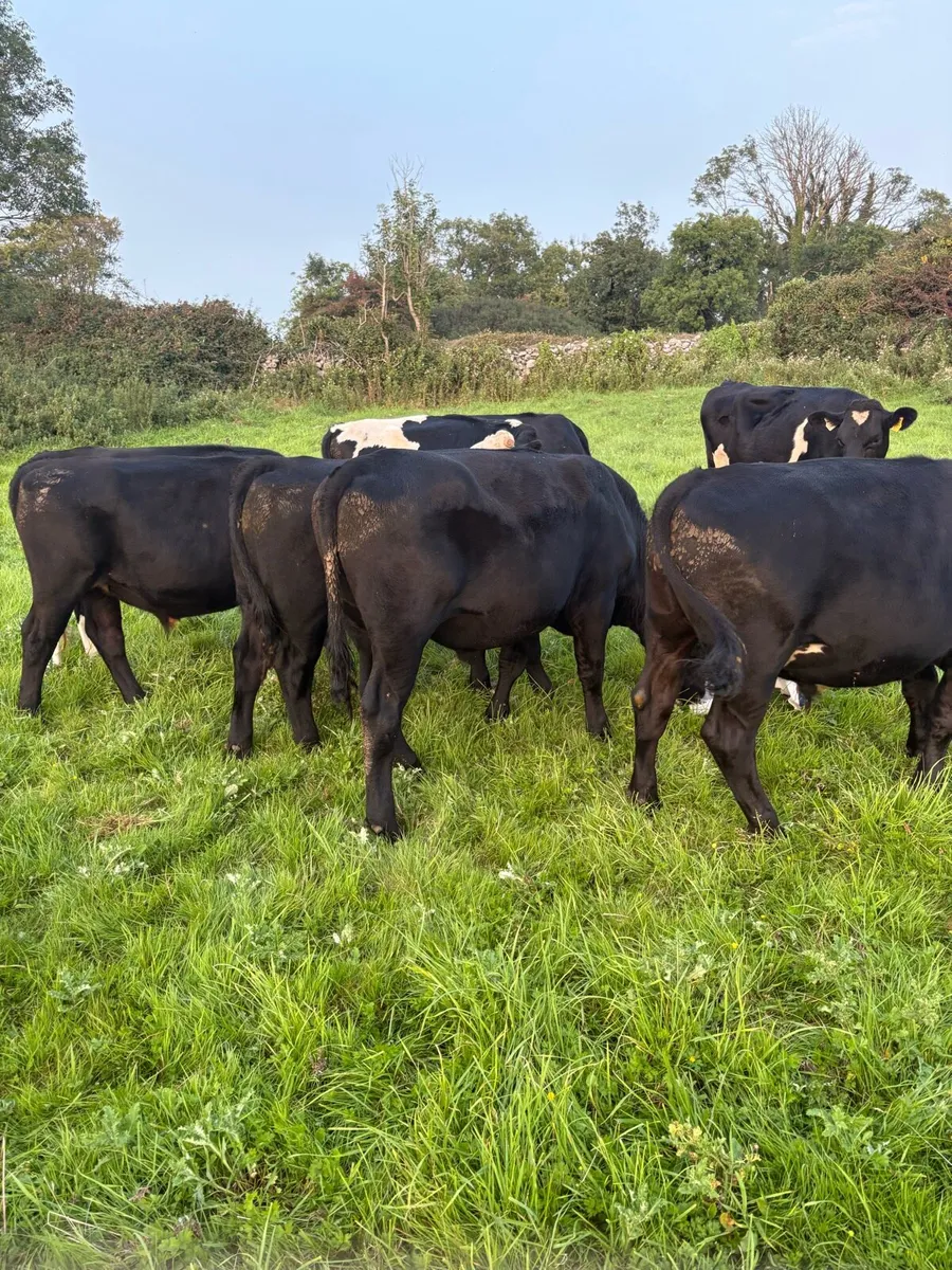 15 angus and Friesian bullocks 380kg - Image 2