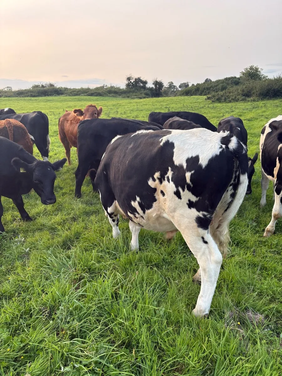 15 angus and Friesian bullocks 380kg - Image 3