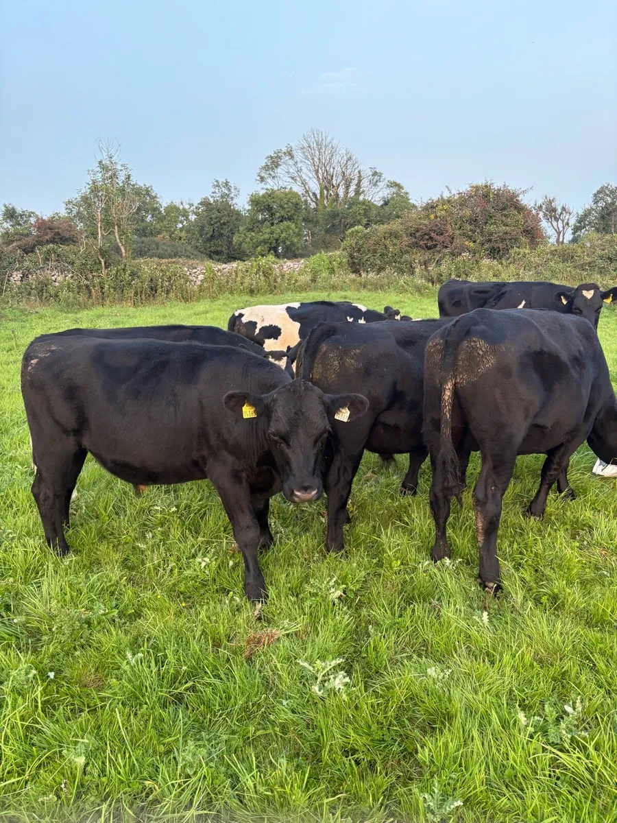 15 angus and Friesian bullocks 380kg - Image 4