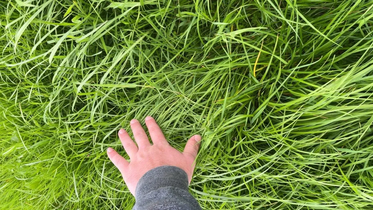 ⭐️Top quality Hay/Silage for sale⭐️ - Image 4