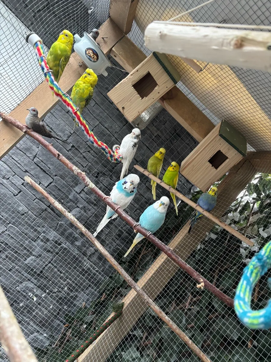 Pet birds - Image 1