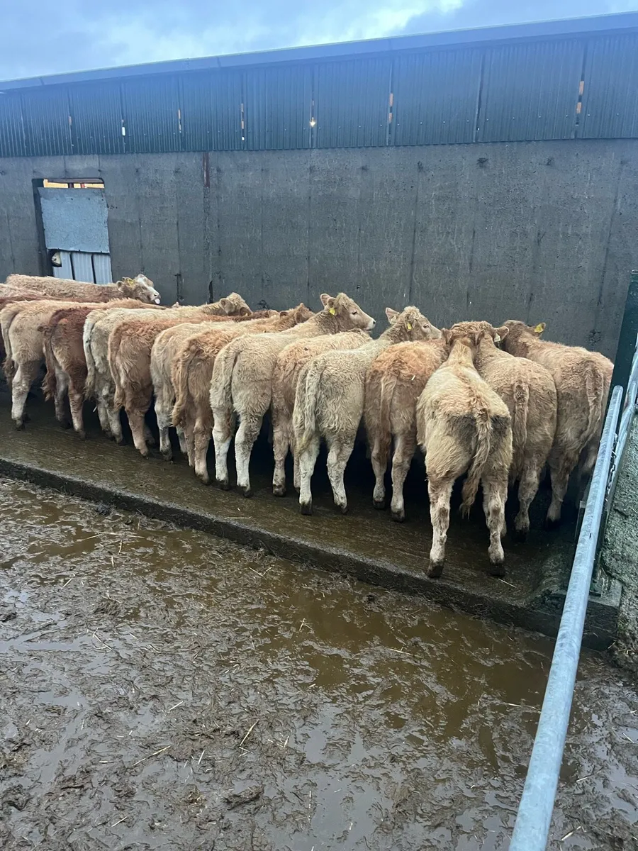 21 super quality weanling heifers - Image 1