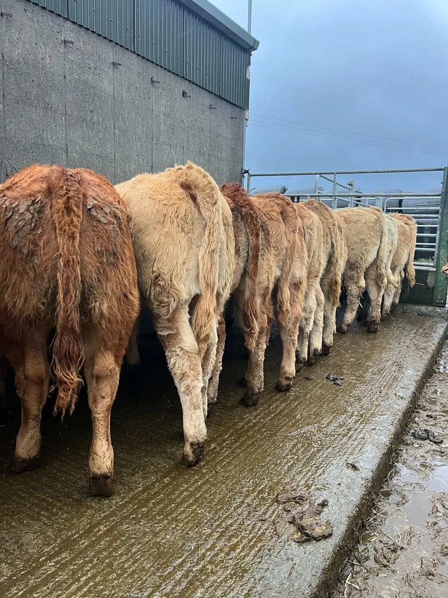 21 super quality weanling heifers - Image 2