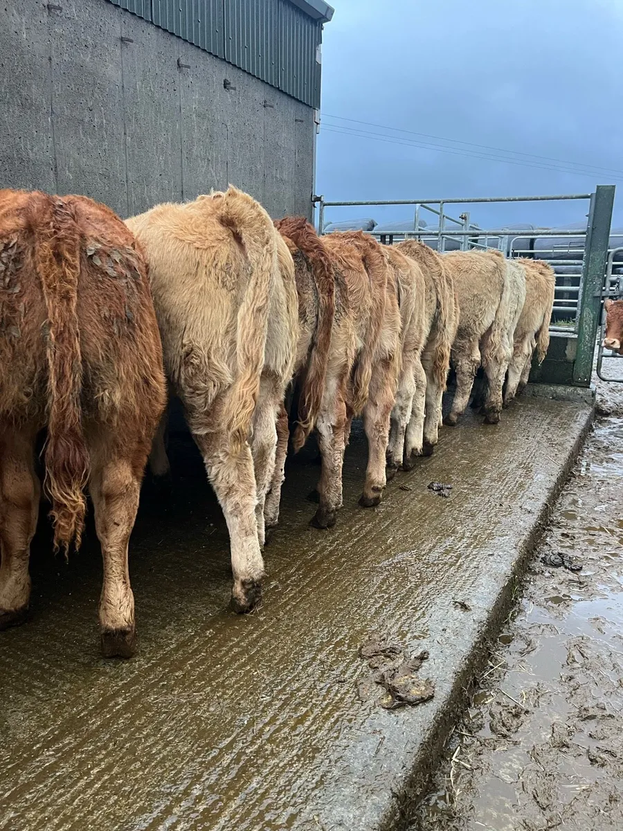 21 super quality weanling heifers - Image 3