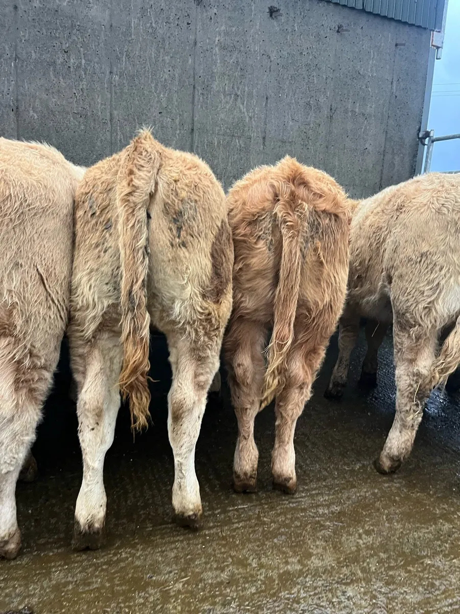 21 super quality weanling heifers - Image 4