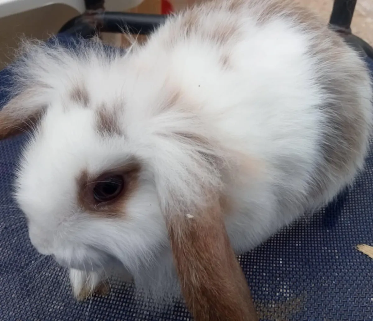 Young rabbits - Image 1