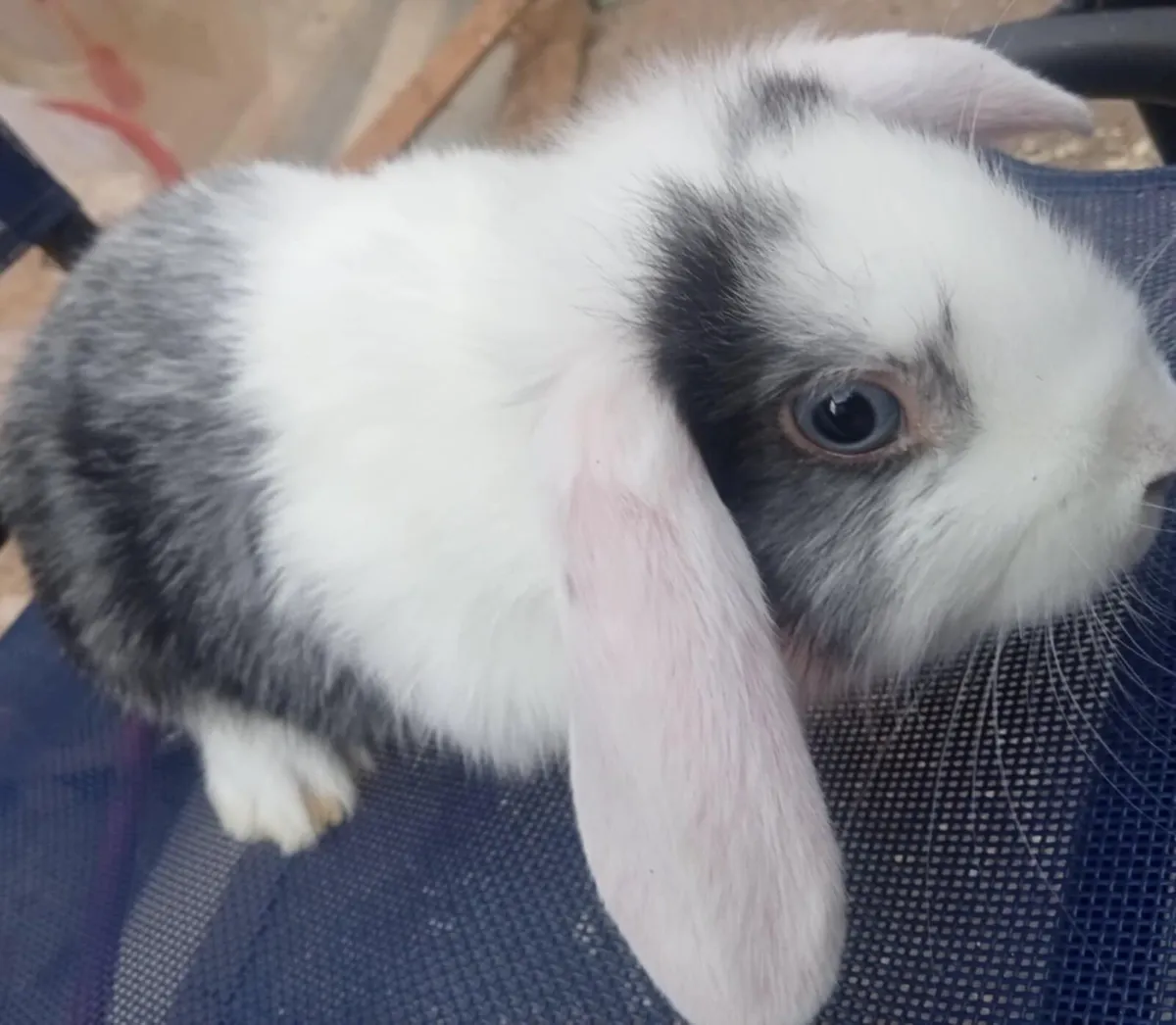 Young rabbits - Image 2