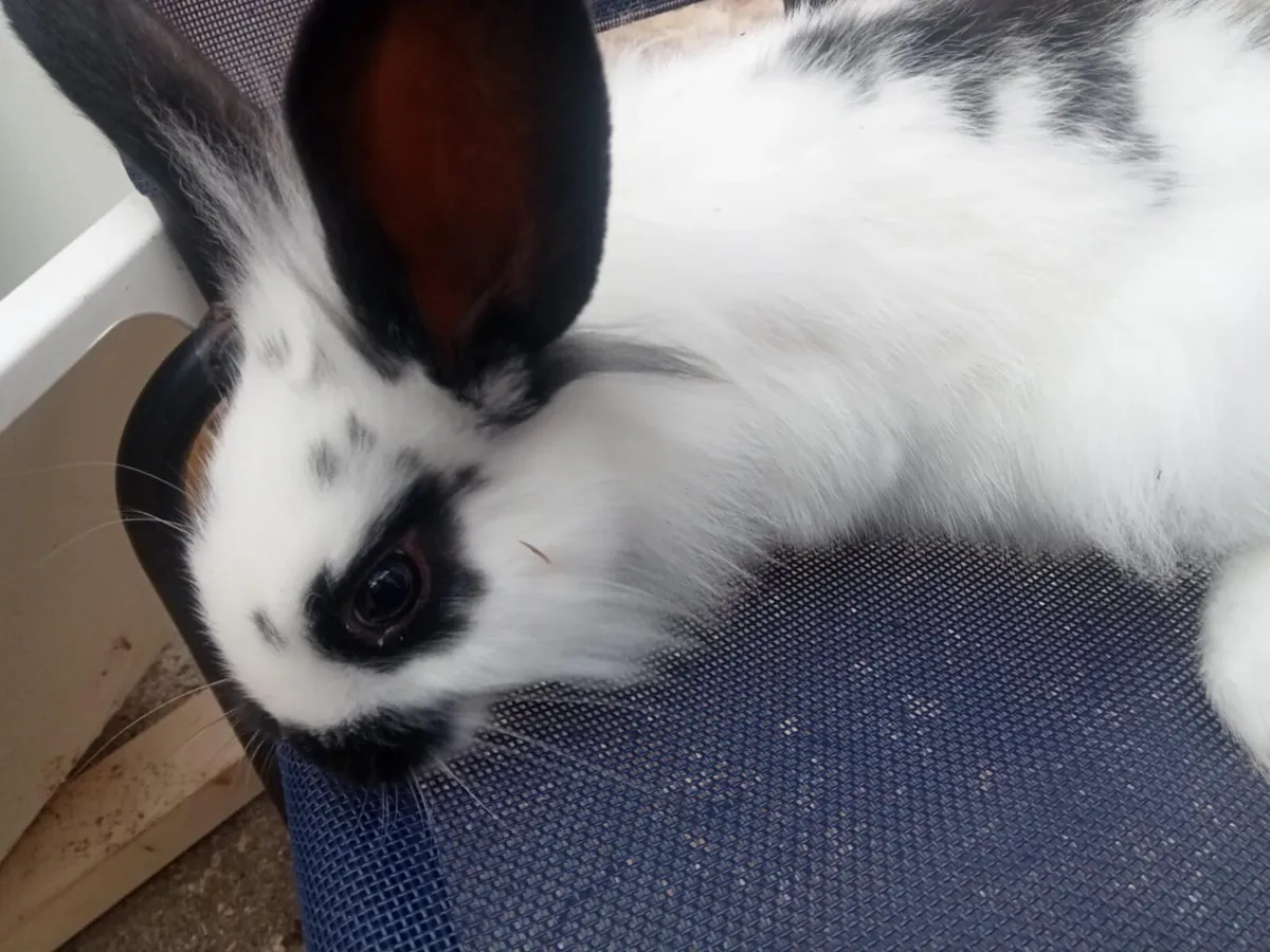 Young rabbits - Image 3