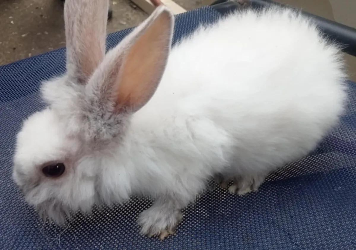 Young rabbits - Image 4