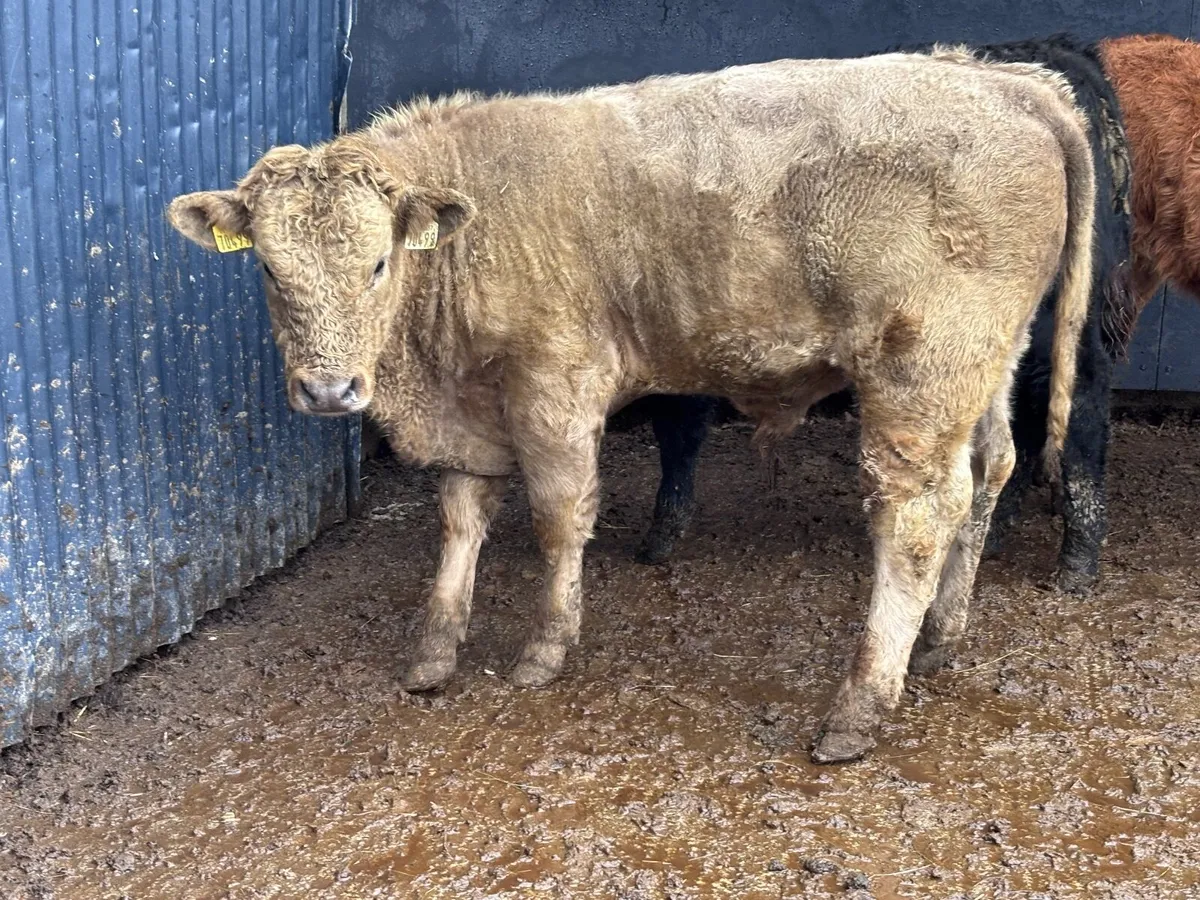 3 top quality suckler bred bull Weanlings for sale - Image 2